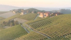 Giuseppe Cortese, l'azienda